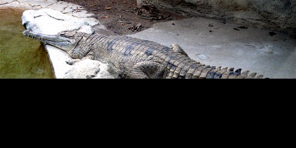 False gharial Tomistoma schlegelii