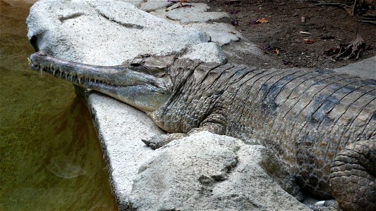 False gharial Tomistoma schlegelii