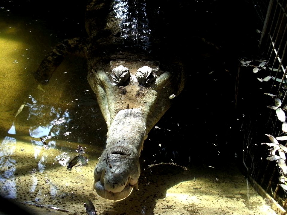 Tomistoma schlegelii in São Paulo Zoo