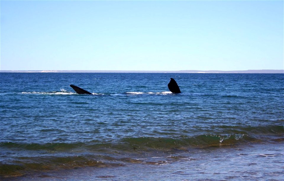 Southern right whale (Peninsula Valdés, Patagonia, Argentina)