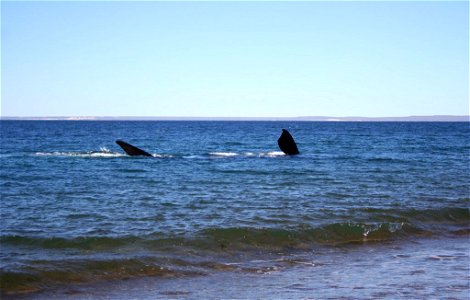 Southern right whale (Peninsula Valdés, Patagonia, Argentina)