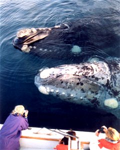 Fotografia ballena Franca Austral photo