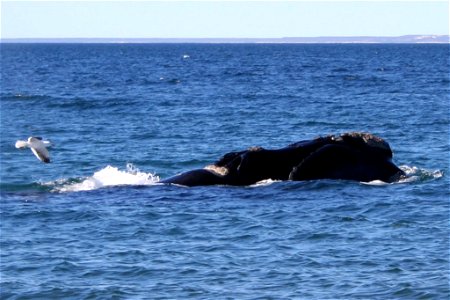 Southern right whale (Peninsula Valdés, Patagonia, Argentina)