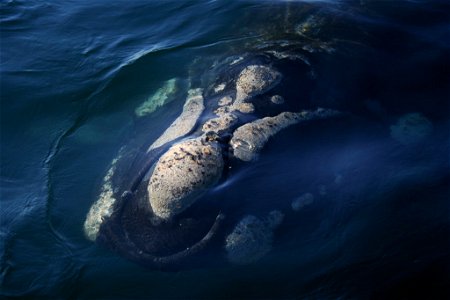 Southern right whale (Peninsula Valdés, Patagonia, Argentina)