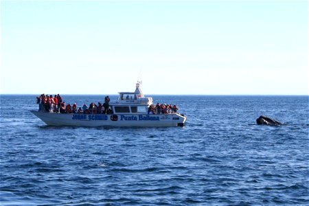 Southern right whale. Valdes Peninsula, Patagonia (Argentina). photo