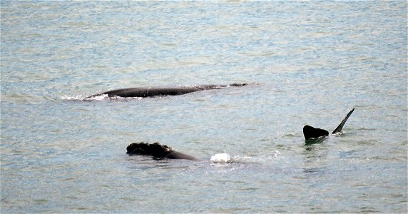 Whales spotted along the Garden Route, near Hermanus, South Africa