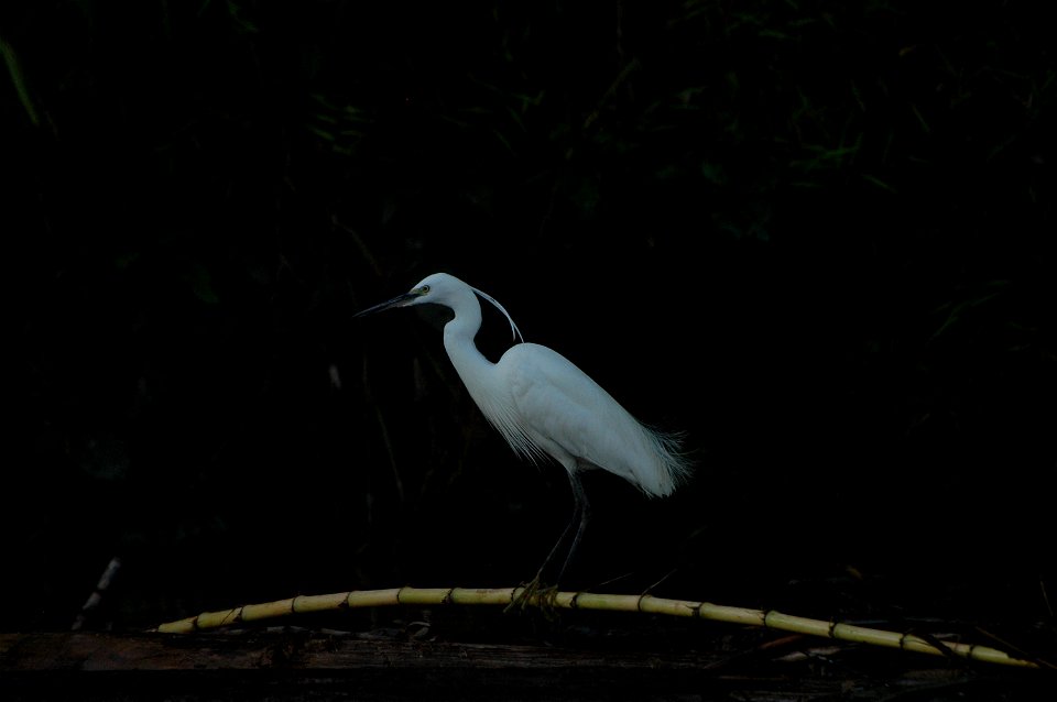 Little Egret (Egretta garzetta) in Borneo