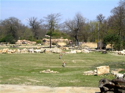 Thomson-Gazellen-Gruppe auf der Savanne