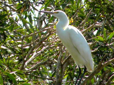 Little Egret, found in Central Queensland, Australia