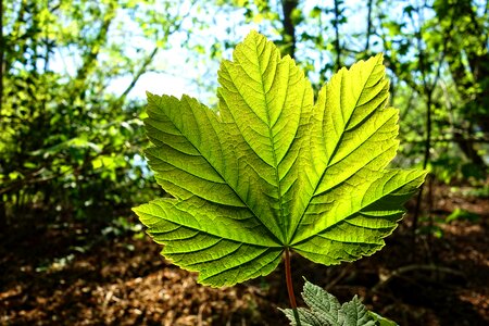 Young leaf spring leaf new leaf