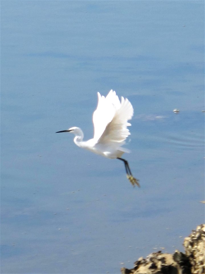 Egret taking off on the lake of Hossegor, Landes, France