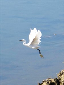 Egret taking off on the lake of Hossegor, Landes, France