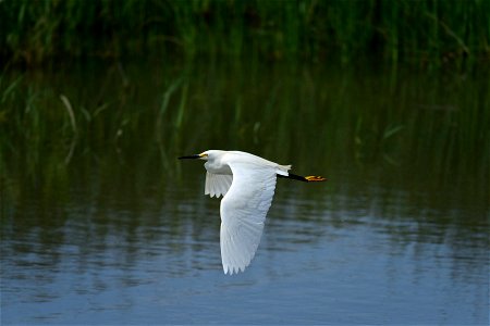 Category: Bird Life

 Photo Credit: J. Hodges