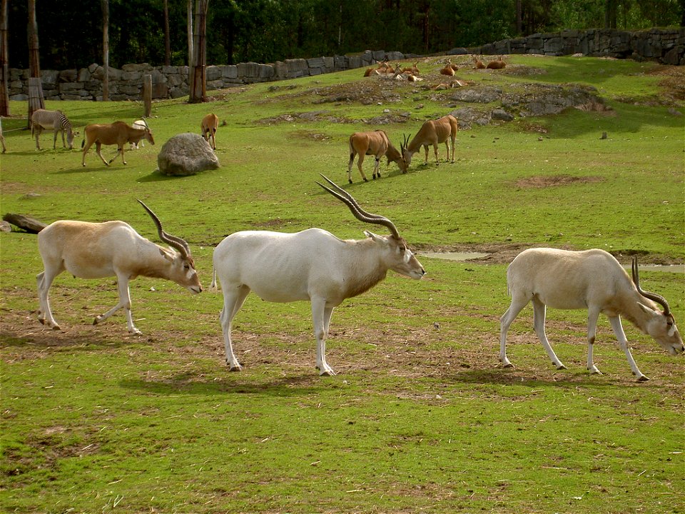 Addax in Kolmården zoo