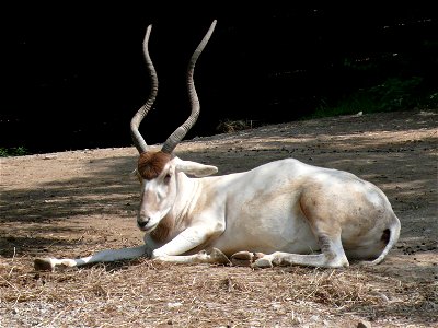Addax (Addax nasomaculatus)