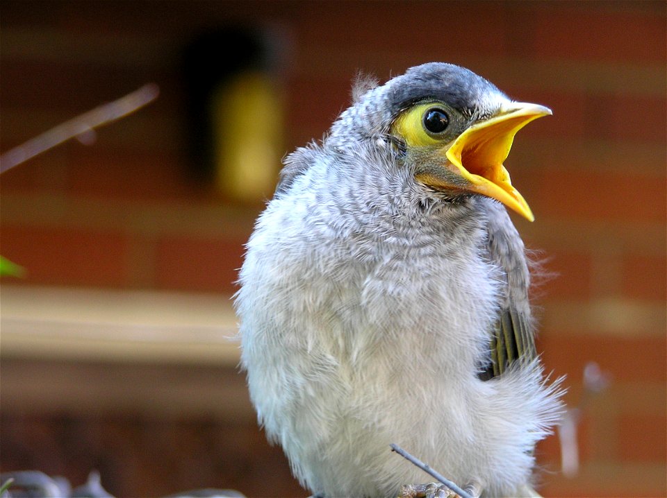 Hungry Juvenile Noisy Miner in Sydney, Australia