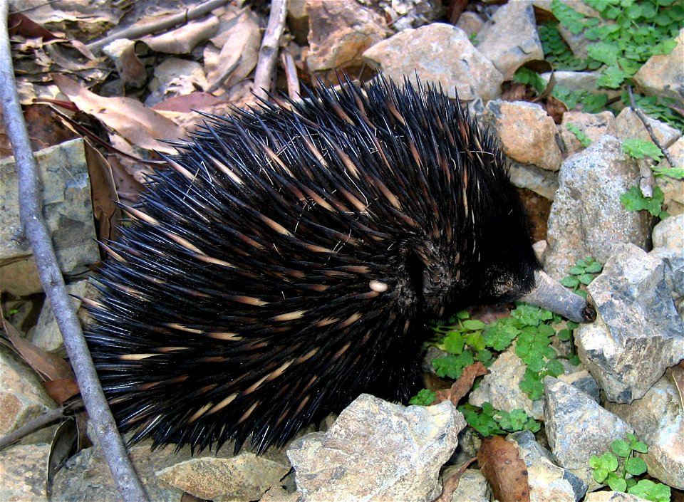 An echidna on a gravel hiking trail in Barrington Tops National Park