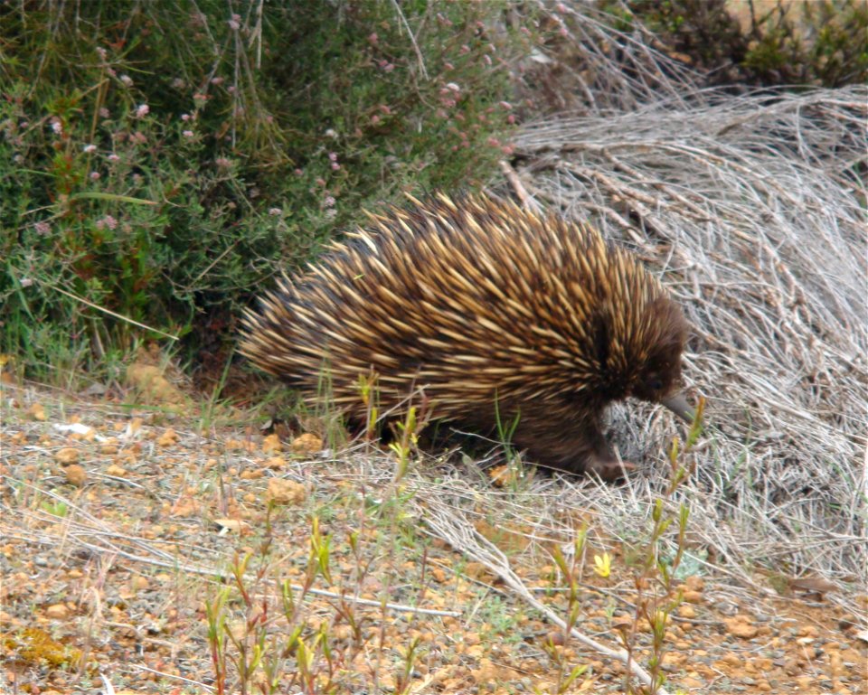 Echidna (Tachyglossus aculeatus) in Flinders Chase National Park, Kangaroo Island.