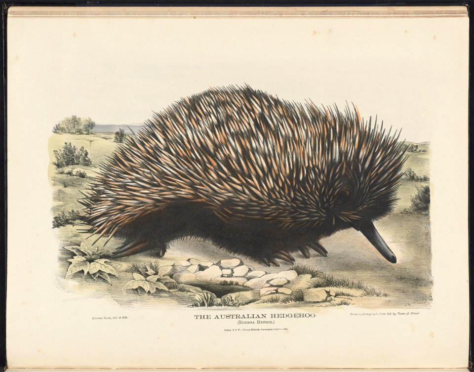 in The Mammals of Australia