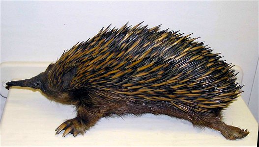 Short-beaked Echidna (stuffed) in Bristol Museum, Bristol, England.

Taken by Adrian Pingstone in February 2006 and placed in the public domain.