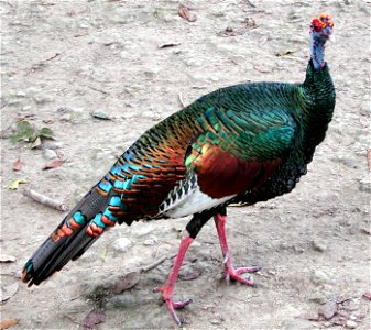 Ocellated Turkey (Meleagris ocellata)