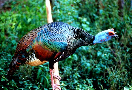 : Ocellated Turkey (Meleagris ocellata) photo