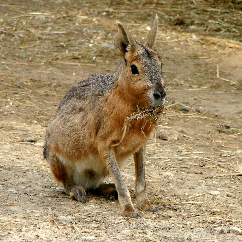 Mara (Dolichotis patagonum). Thoiry Zoo.