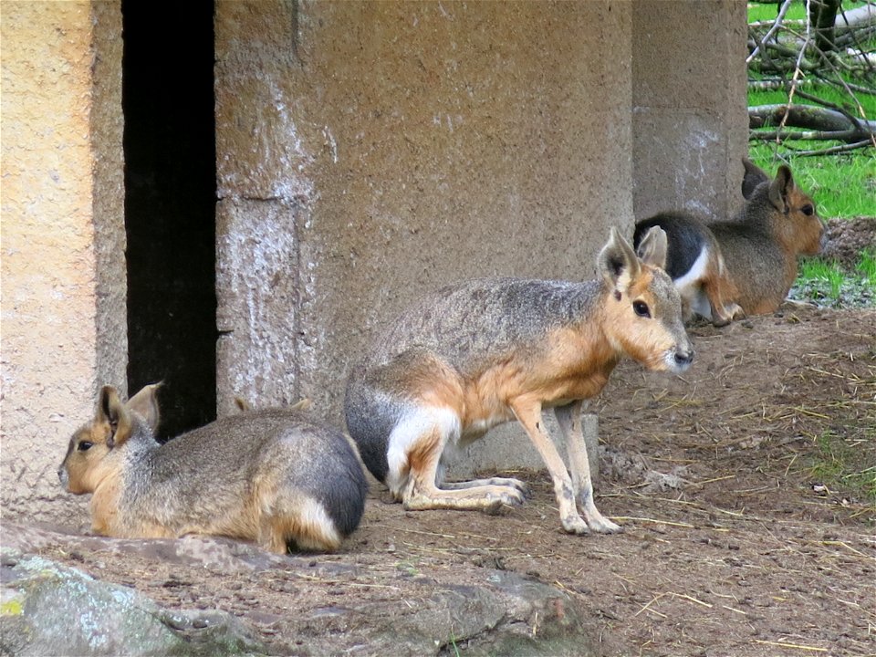 Patagonian maras in the zoo of the bois d'Attily (Seine-et-Marne, France).