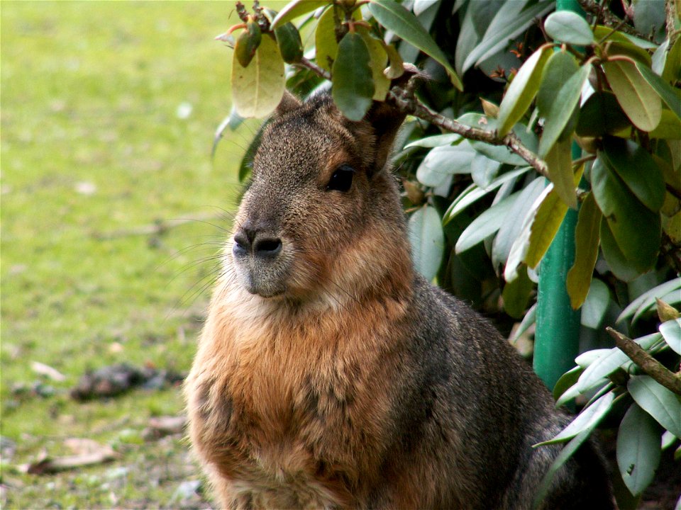 Dolichotis patagonum, großer Pampashase, selbst aufgenommen in Hagenbecks Tierpark, Hamburg, Deutschland.