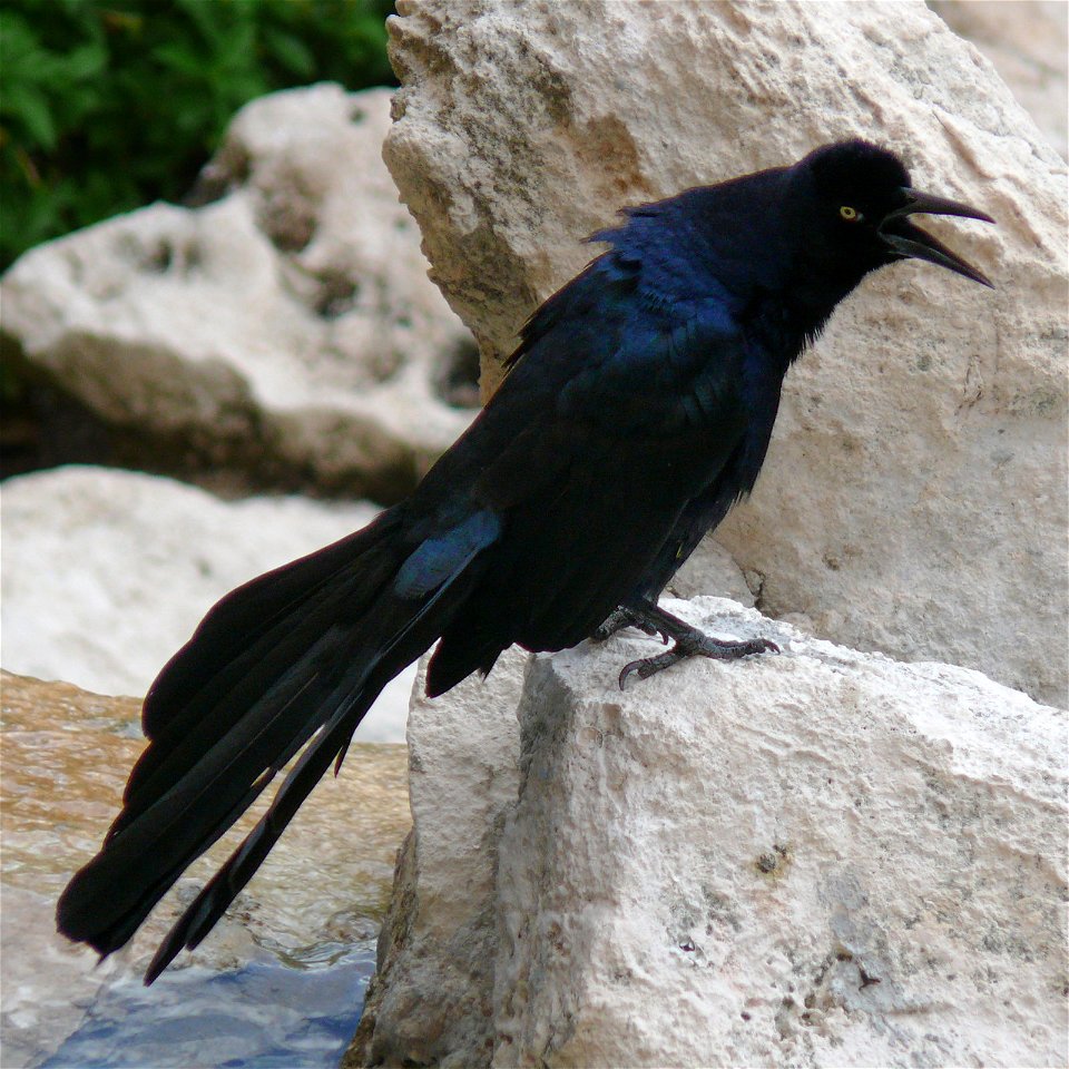 A Great-tailed Grackle (Quiscalus mexicanus) perched on a rock, making the loud, abrasive call for which these birds are notorious.Photo taken with a Panasonic Lumix DMC-FZ50 on the island of Cozumel 