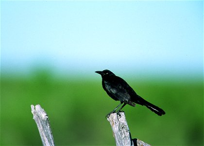 Great tailed grackle in New Mexico