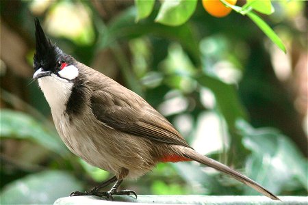 A Red-whiskered Bulbul, in Nanning Guangxi China photo