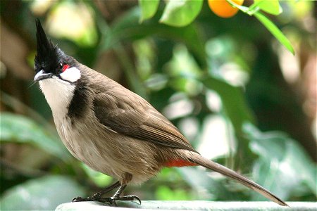 A Red-whiskered Bulbul, in Nanning Guangxi China
