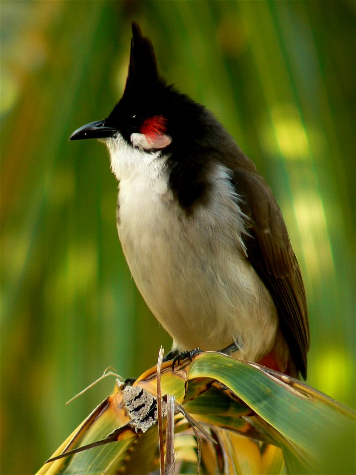 Rotohrbülbül Pycnonotus jocosus, Mauritius