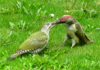 Adult green woodpecker feeding a juvenile.