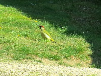 Green woodpecker in Burgundy in Tournus (Saône-et-Loire, France).