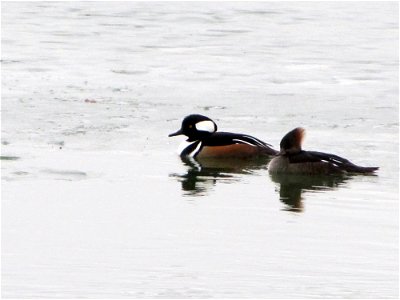 A pair of hooded mergansers on the Missouri River, Great Falls. photo