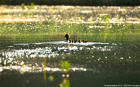 Hen Hooded Merganser and Chicks, Great Meadows National Wildlife Refuge, Concord, MA Credit: Steve Arena/USFWS 30 May 2015 photo
