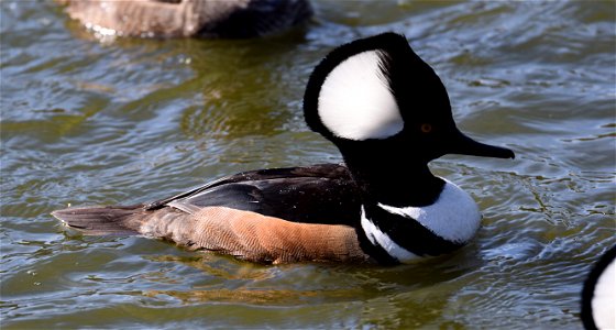The Hooded merganser is an elegant duck. Like wood ducks, they nest in tree cavities. The female lays about a dozen eggs. Ducklings leave the nest when only 1 day old. A long, narrow bill with serrate photo