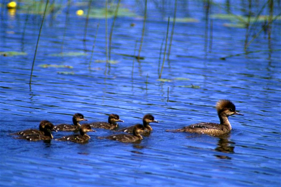 Hooded Merganser Brood