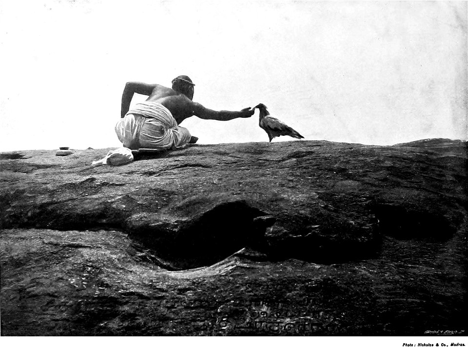 "Feeding the sacred kite at Turnkali. To the Hindu every living thing is sacred, an object of protection and veneration. Here we see a priest, at Turnkali Koondrum, feeding one of the sacred kites—sac