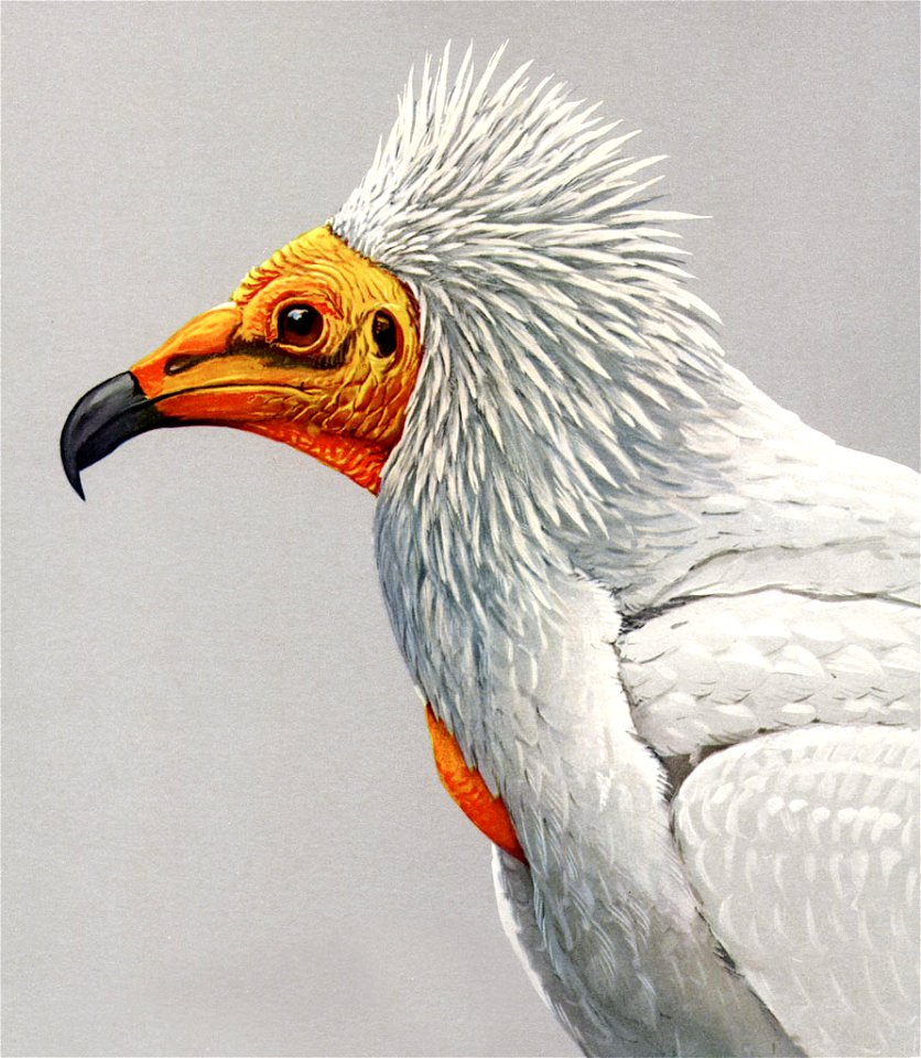Egyptian Vulture, Neophron percnopterus, offset reproduction of watercolor