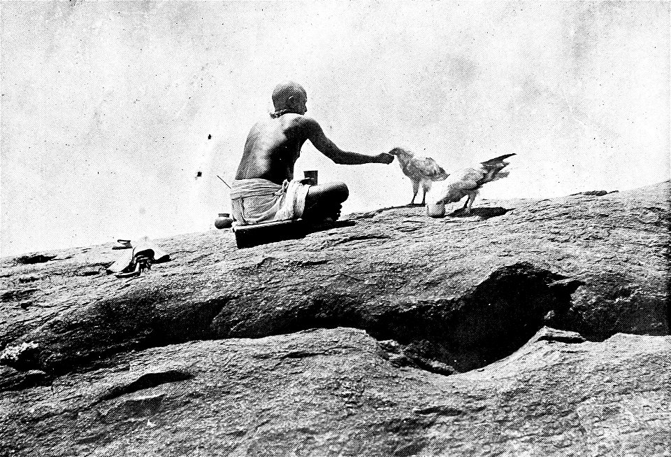 Egyptian vultures fed by temple priests at Thirukalukundram