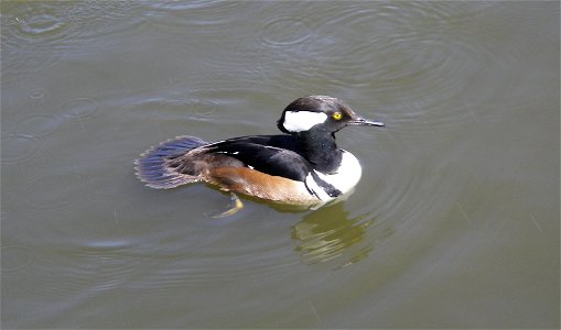 This is a hooded merganser duck. I saw this duck and took some snapshots. Picture taken @ the netherlands, somewhere's canal, near a fire station. photo