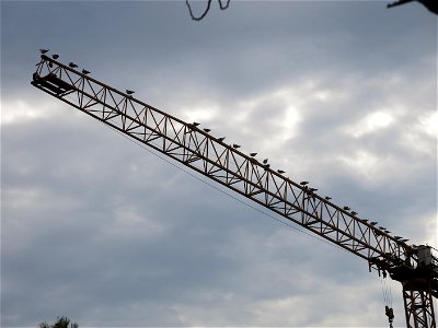 Gulls on a crane in Capbreton (Landes, France). They gather every morning.