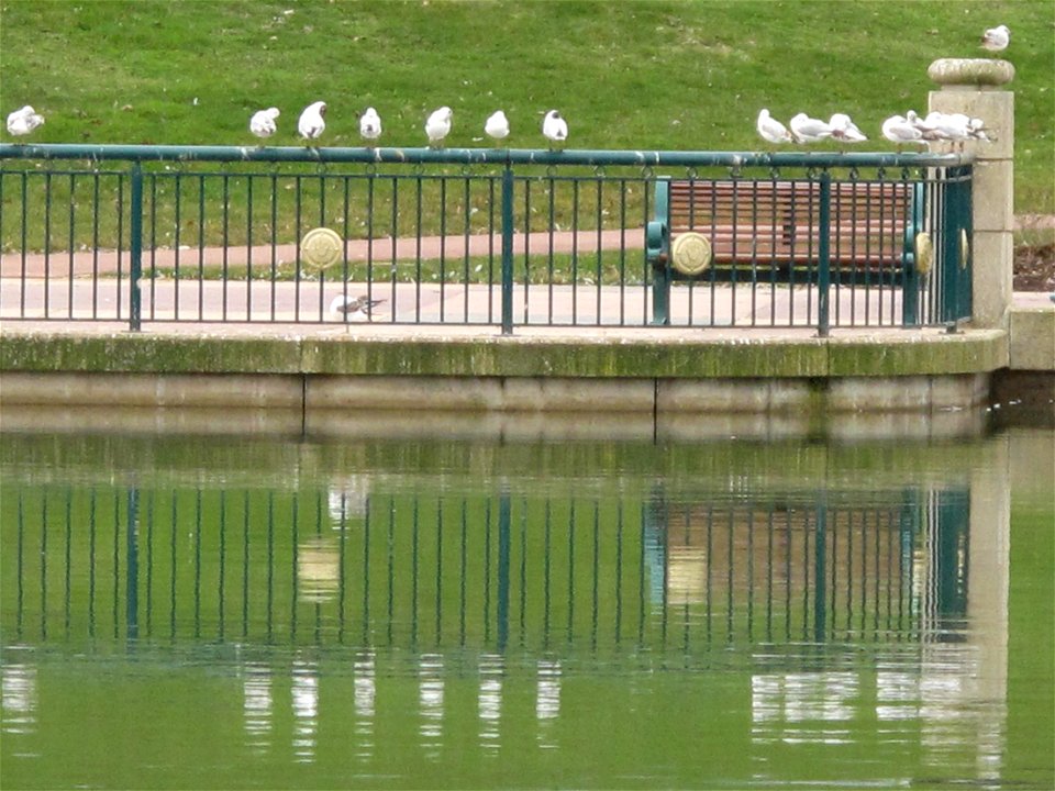 Black-headed Gulls on a barrier on the bank of the lake of Disney-Village, France.