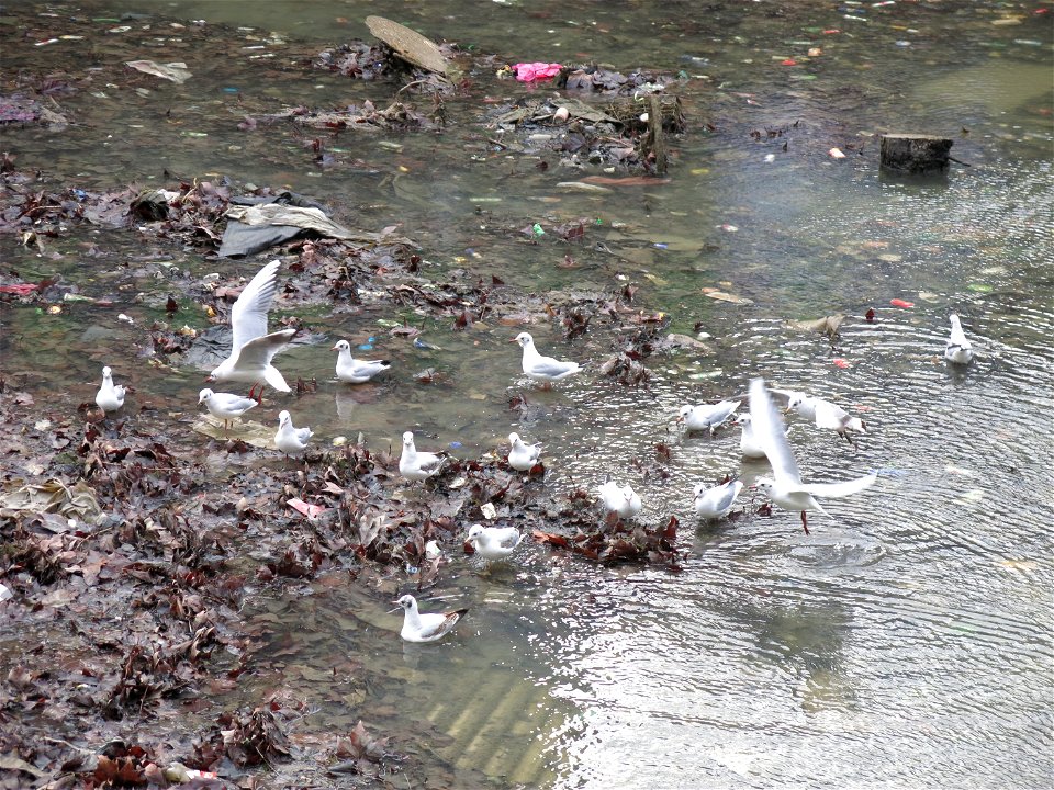 Draining of the canal Saint-Martin jan 5th, 2016. Waste in the bassin des marais (=pool of the swamps) (Paris, France).