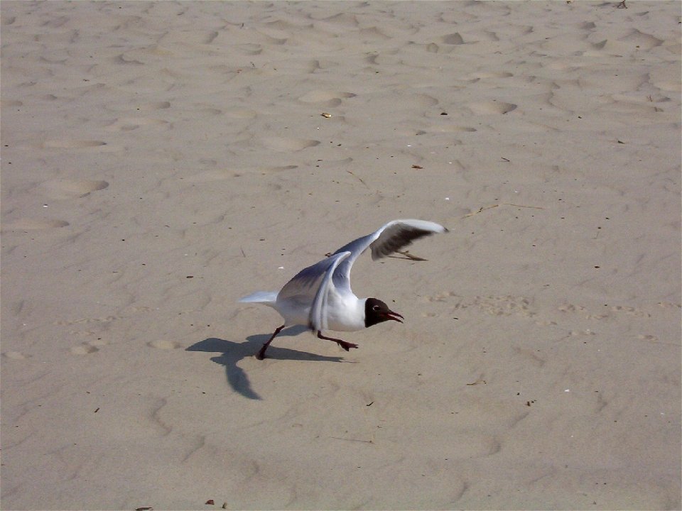 Lachmöwe beim Start