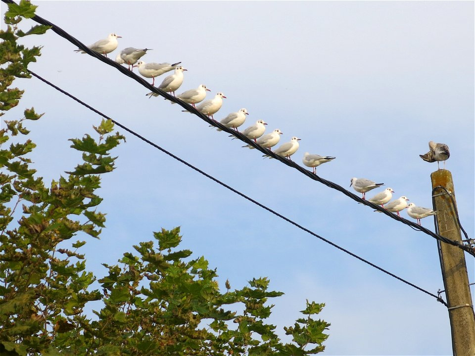 Gulls on electric wires in Capbreton (Landes, France).