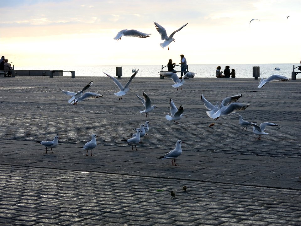 Gulls on place de la Liberté in Capbreton (Landes, France).